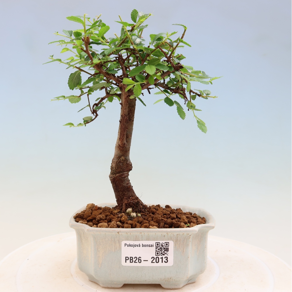 Camera bonsai - Ulmus parvifolia - Olmo a foglie piccole