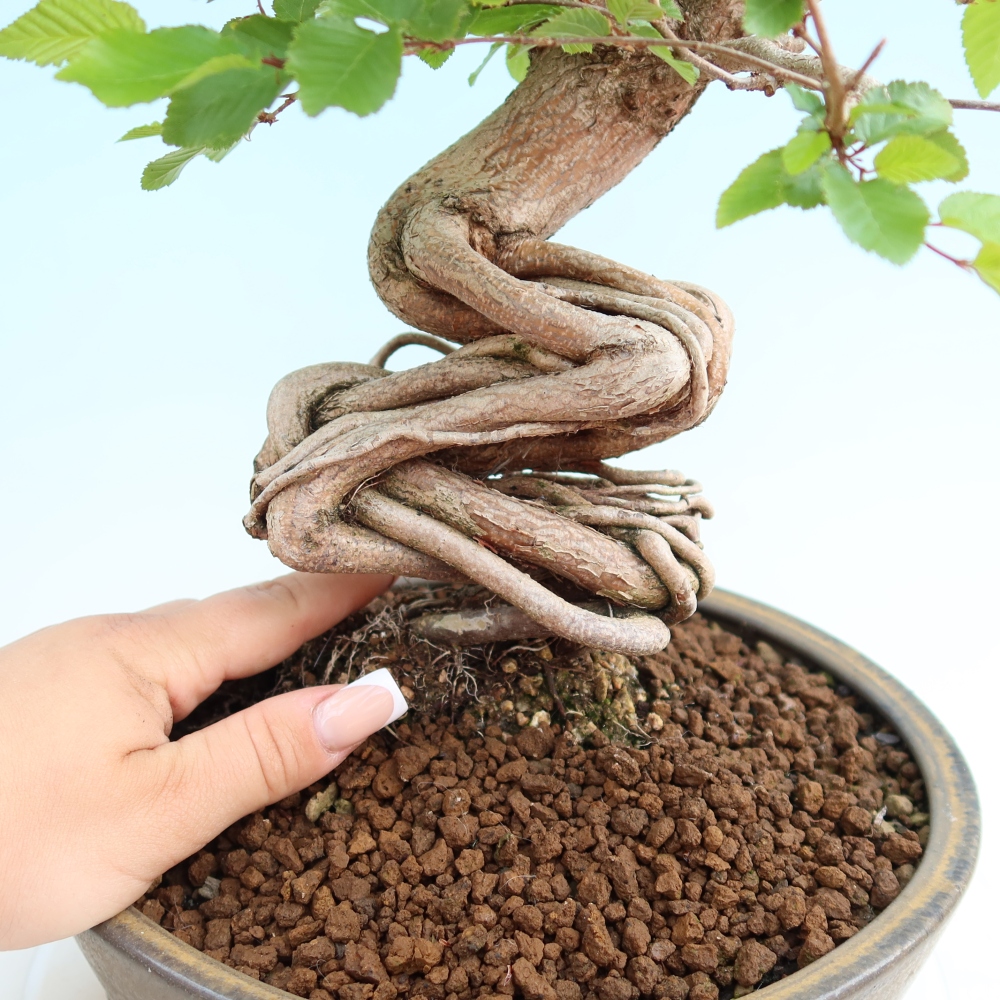 Bonsai da esterno -Carpinus Coreana - Carpino coreano