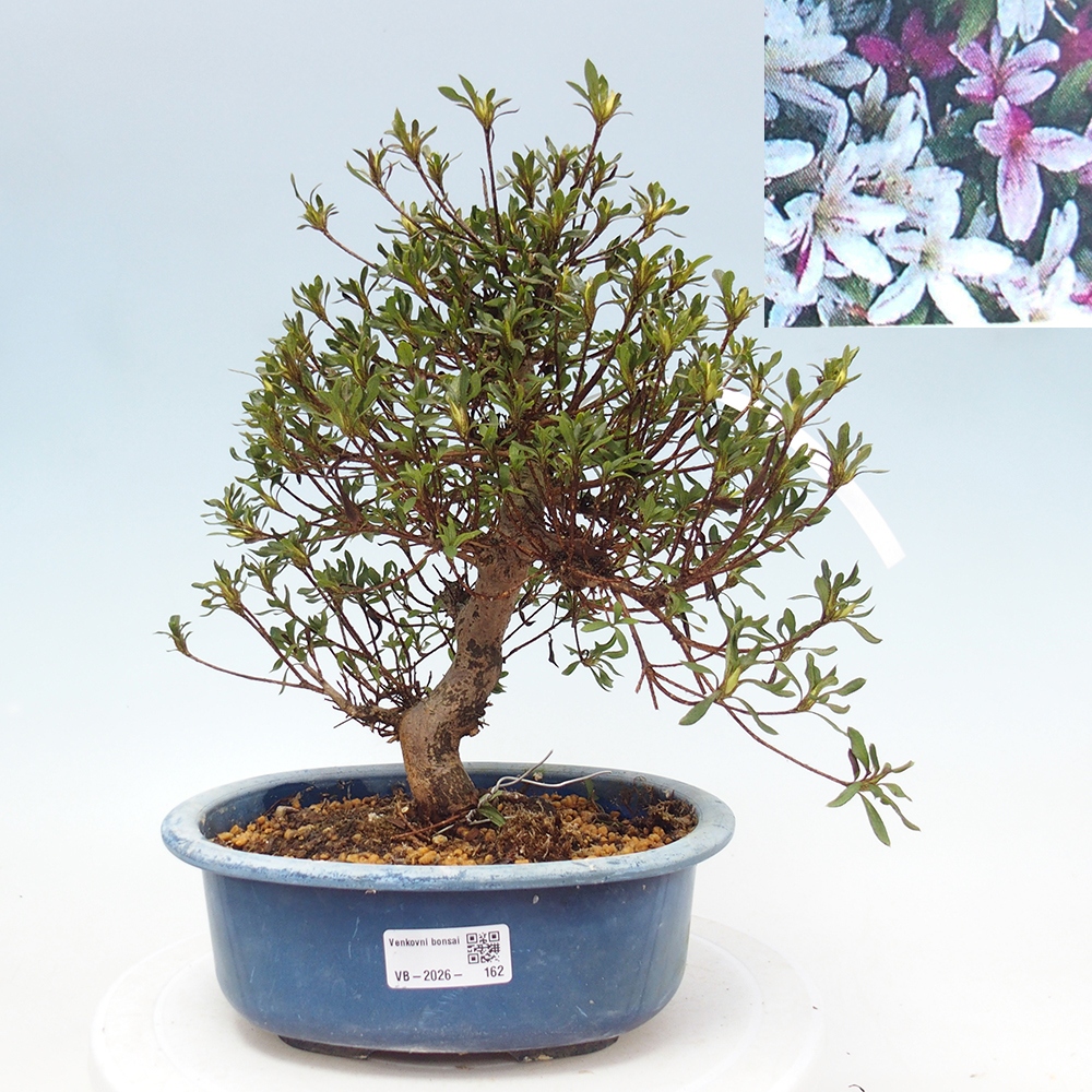 Bonsai da esterno - Azalea giapponese - Azalea Ryusen