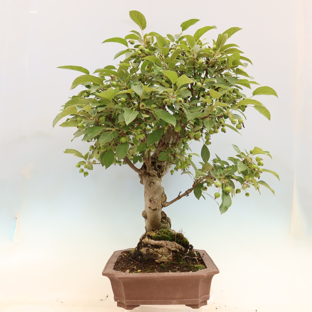 Bonsai da esterno -Malus halliana - Melo a frutto piccolo