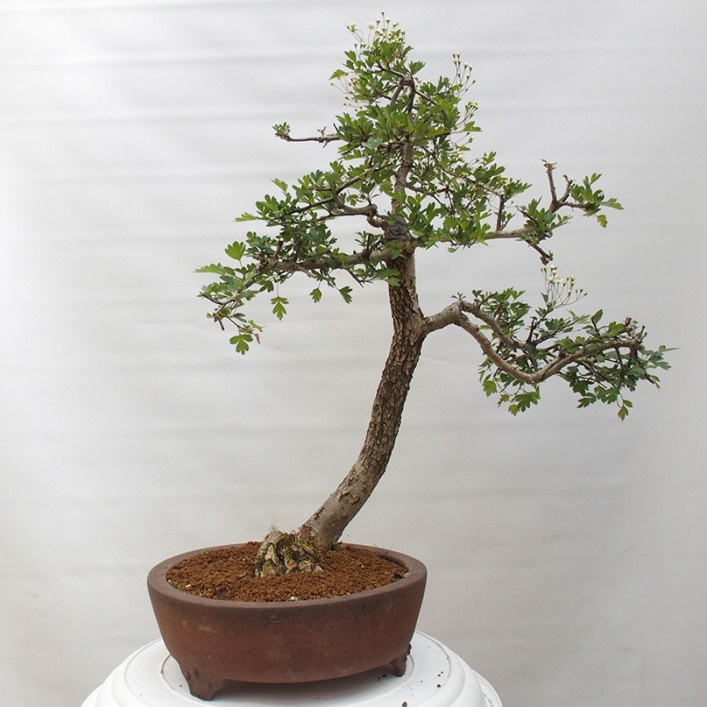 Bonsai da esterno - Biancospino - Crataegus monogyna
