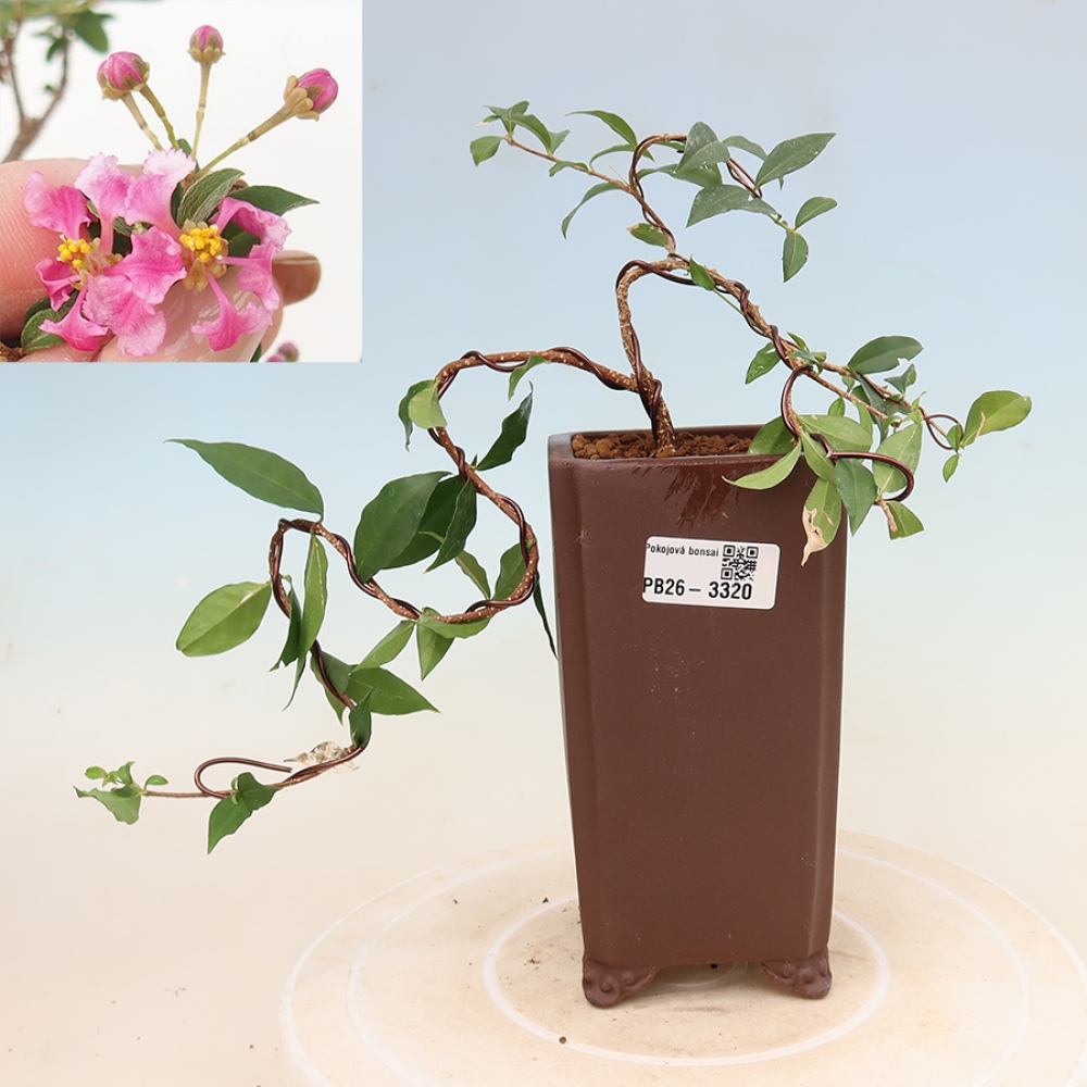 Bonsai da interno - Malpighia delle Barbados - Malpighia glabra 