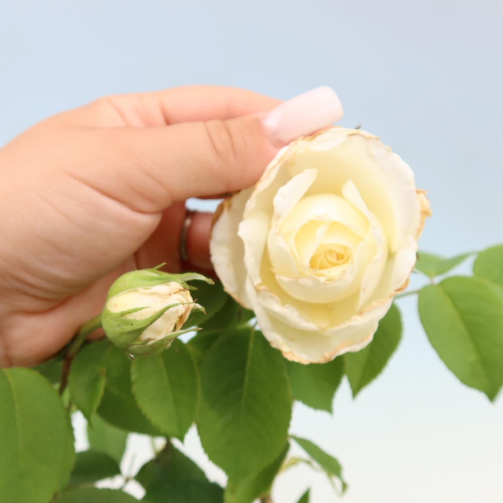 Bonsai da esterno - Rosa Kordes - rosa