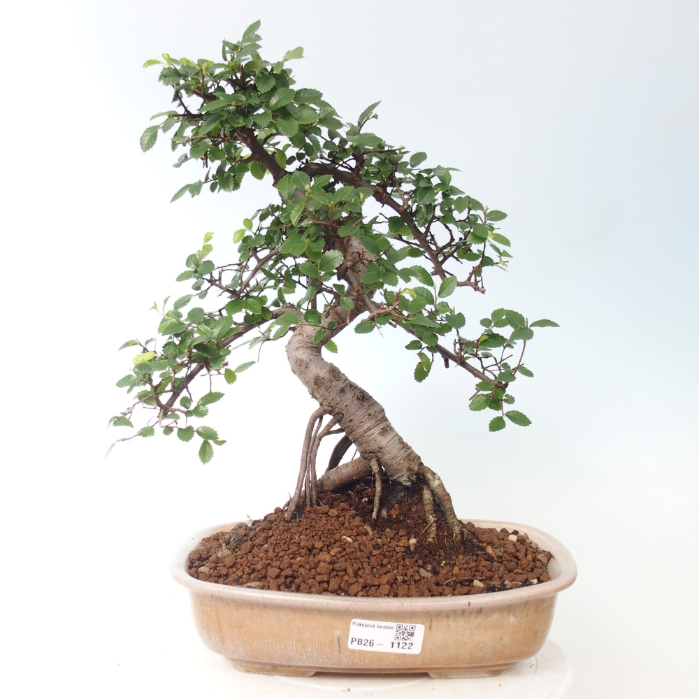 Camera bonsai - Ulmus parvifolia - Olmo a foglie piccole