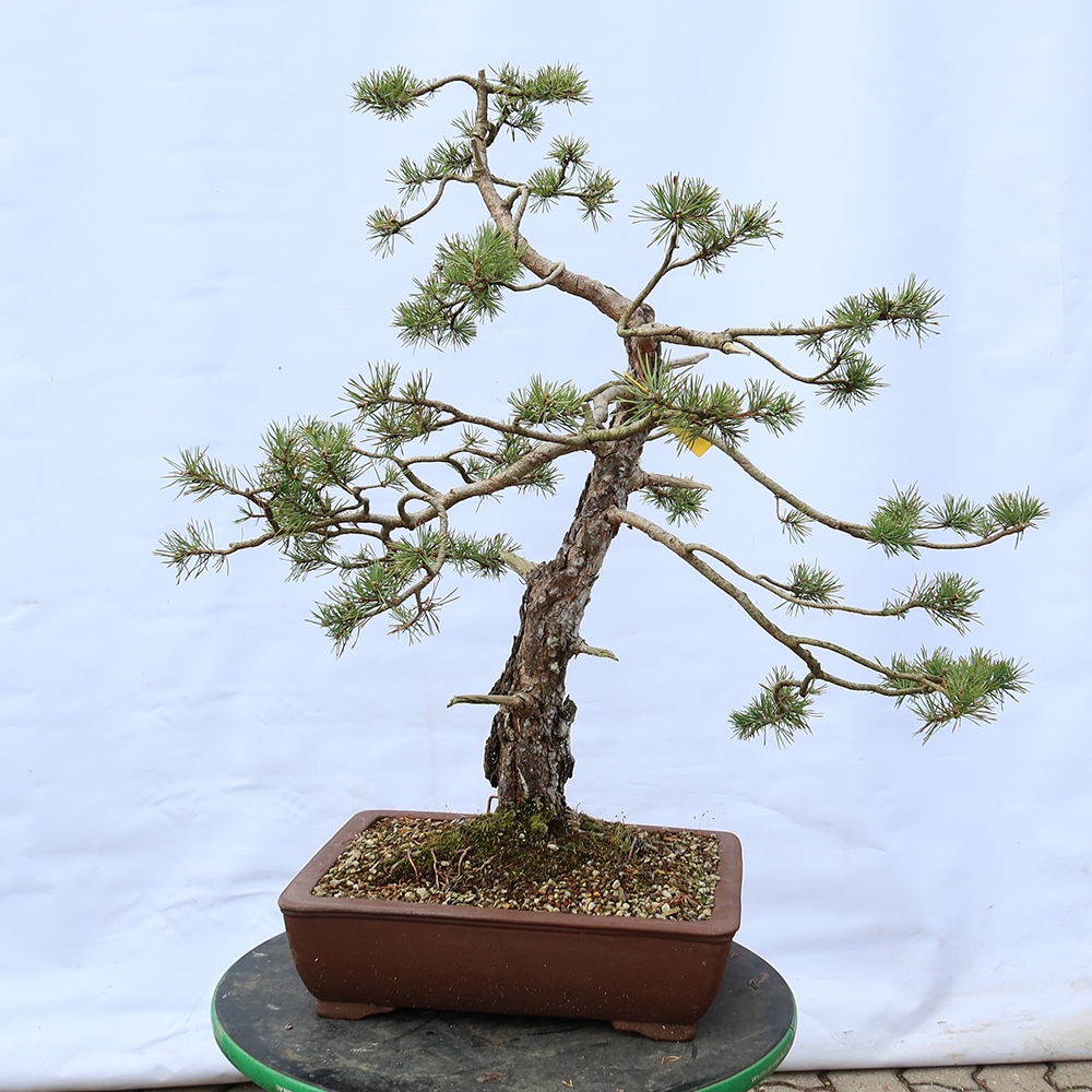 Pinus sylvestris Spagna - pino silvestre