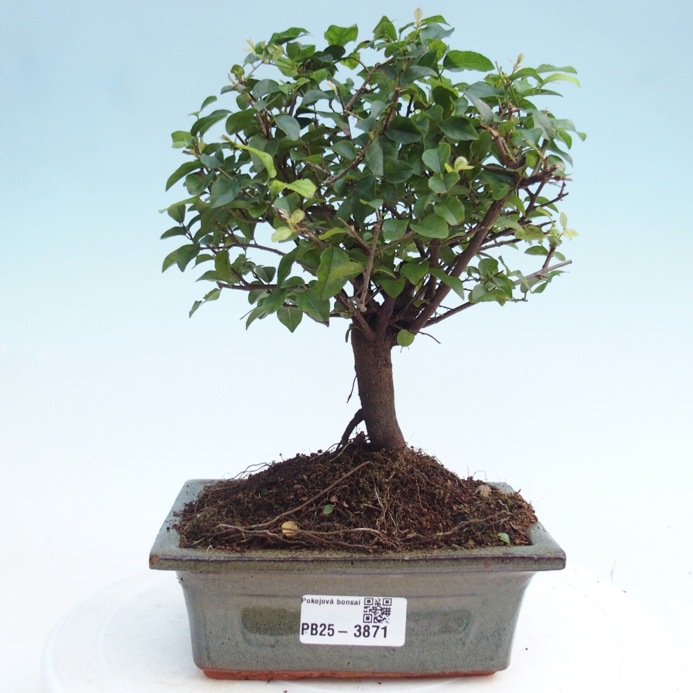 Camera bonsai - Sageretia thea - Sageretia thea
