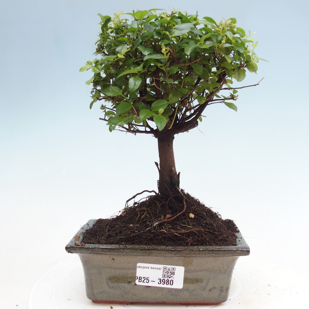 Camera bonsai - Sageretia thea - Sageretia thea