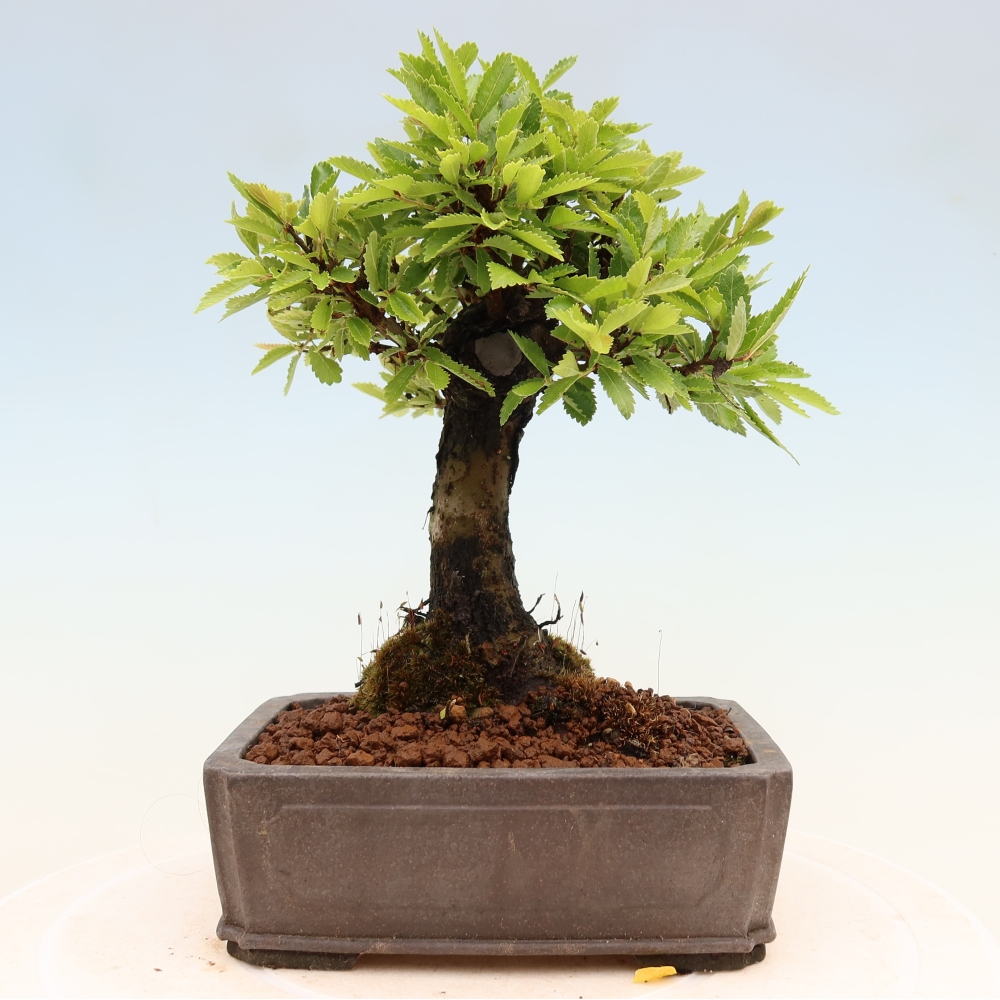 Bonsai da esterno - Zelkova - Zelkova NIRE