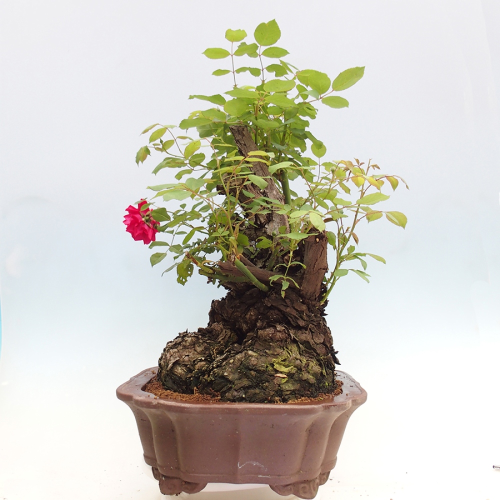 Bonsai da esterno - Rosa Kordes - rosa