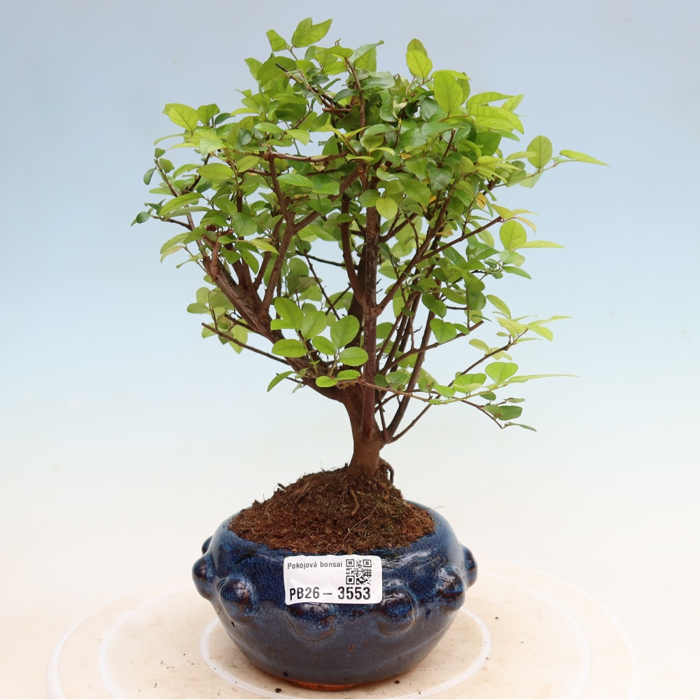 Camera bonsai - Sageretia thea - Sageretia thea