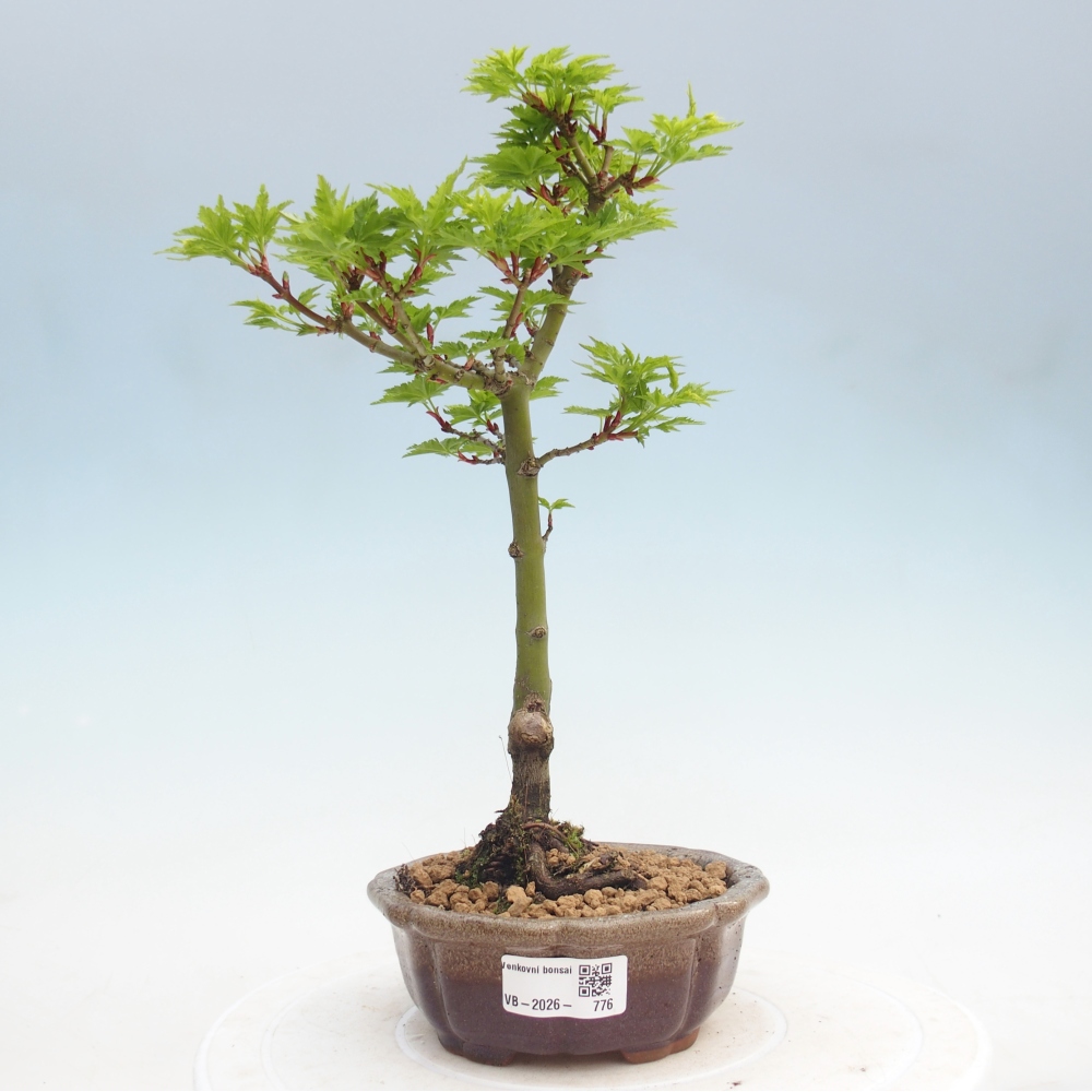 Bonsai da esterno -Palma di Giava Acer palmatum Shishigashira