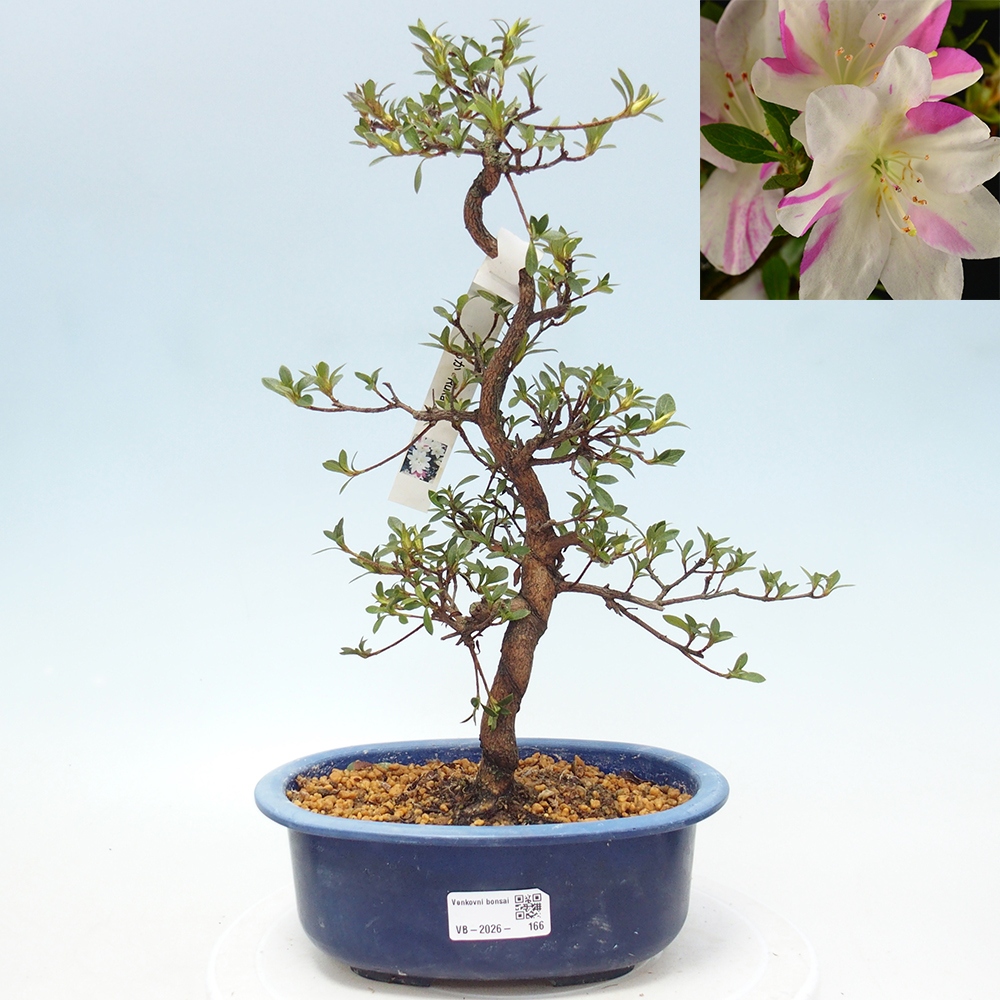 Bonsai da esterno - Azalea giapponese - Azalea a mano
