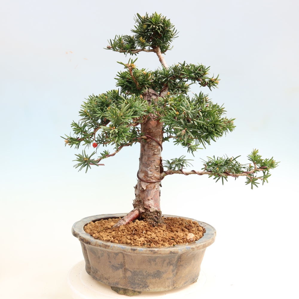 Bonsai da esterno - Taxus cuspidata - Tasso giapponese