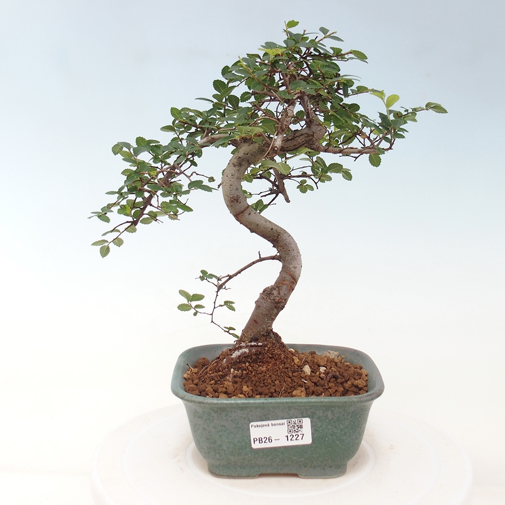 Camera bonsai - Ulmus parvifolia - Olmo a foglie piccole
