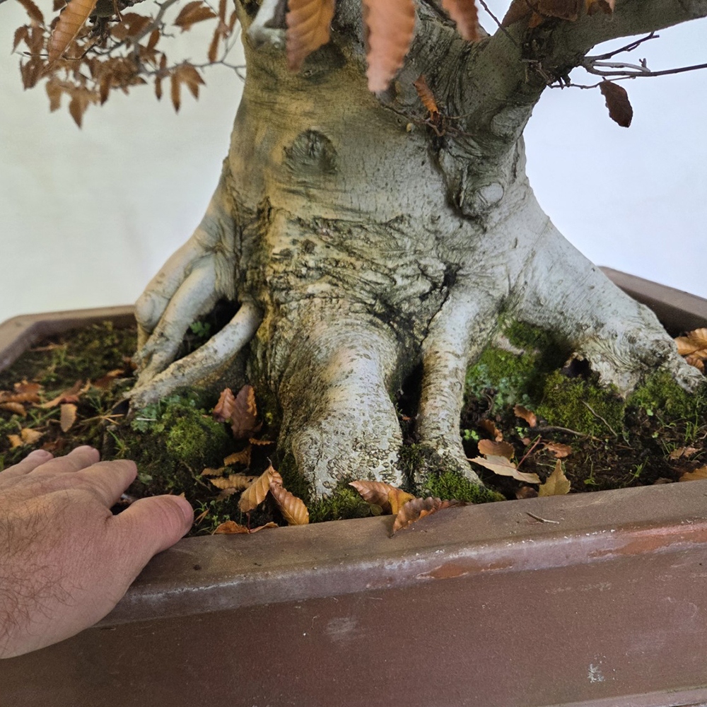 Bonsai da esterno - Fagus crenata