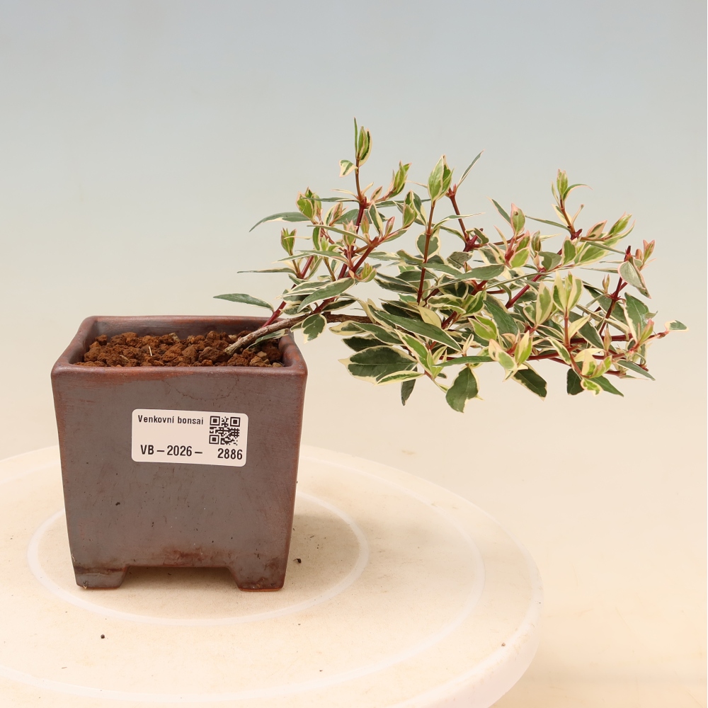 Bonsai da esterno - Abelia gr. Confetti - Abelia a fiore grande