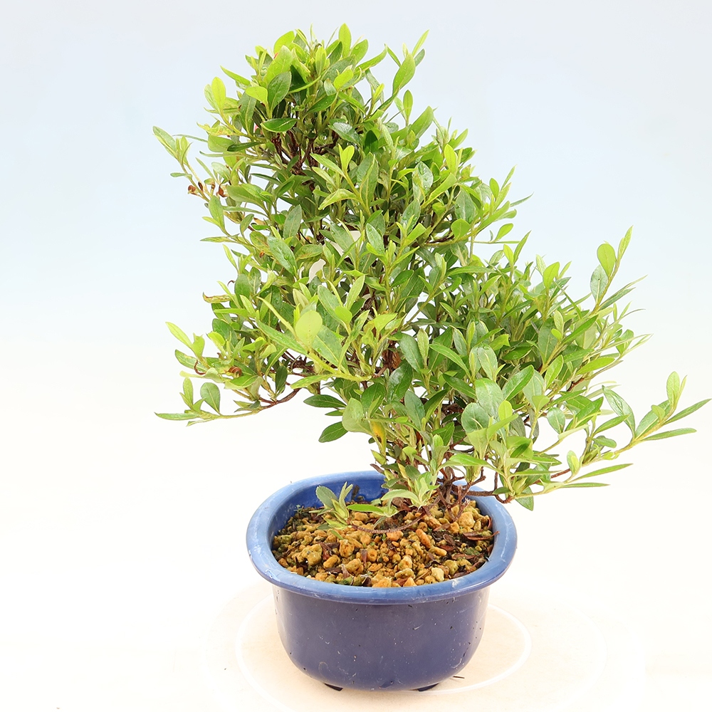 Bonsai da esterno - Azalea giapponese - Azalea Matsunami