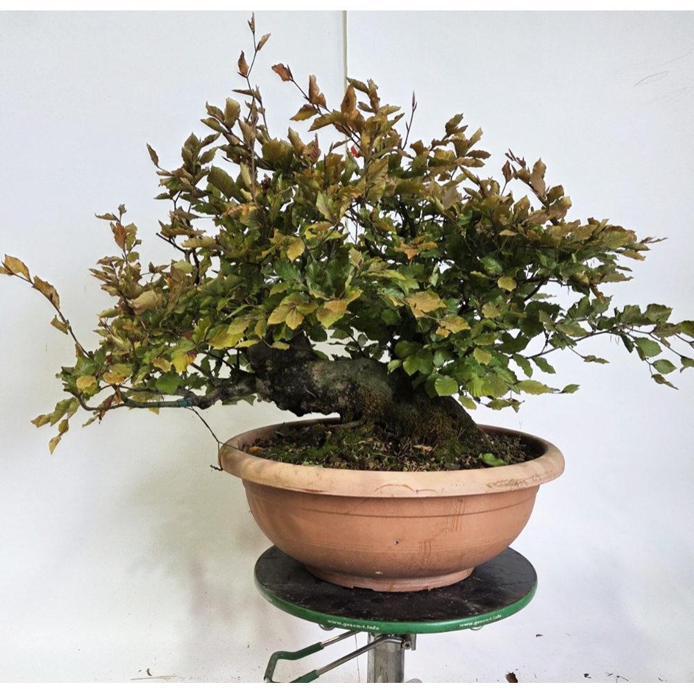 Bonsai da esterno-Fagus sylvatica