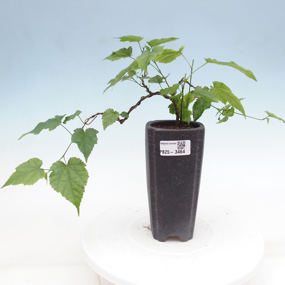 Camera bonsai - Abutilon Red Trumpet - Camera lime
