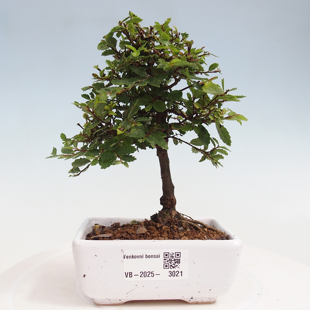 Bonsai da esterno - Ulmus parvifolia Sagei - Olmo a foglie piccole