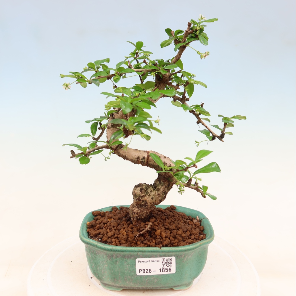 Camera bonsai - Carmona macrophylla - Tea fuki