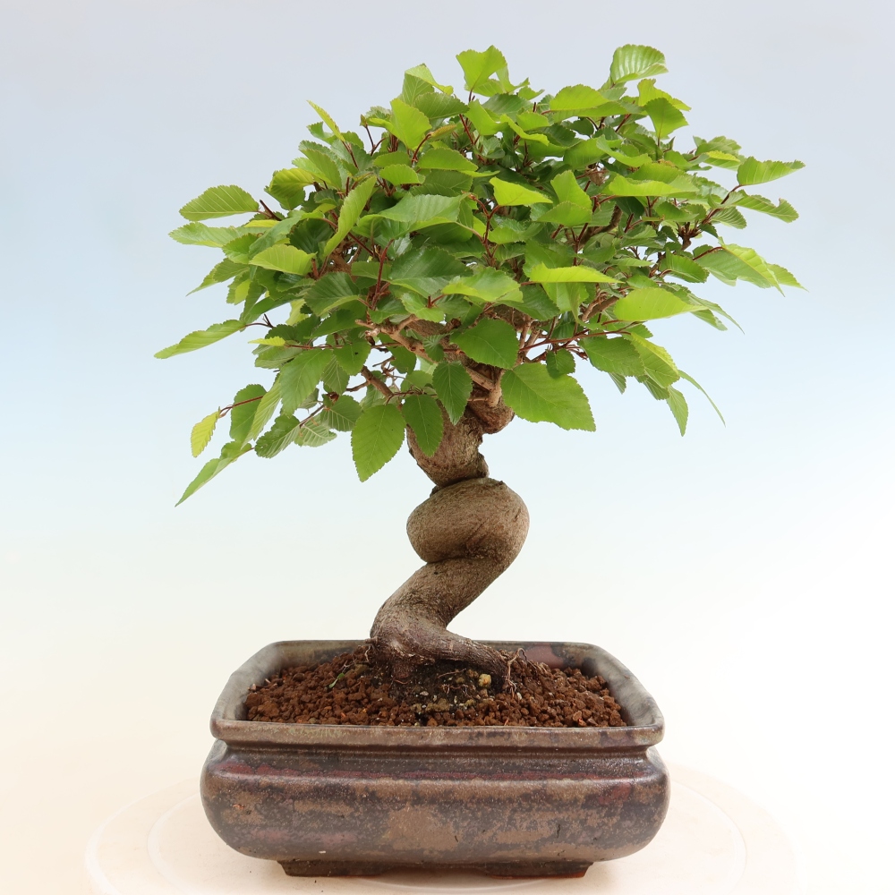 Bonsai da esterno -Carpinus Coreana - Carpino coreano