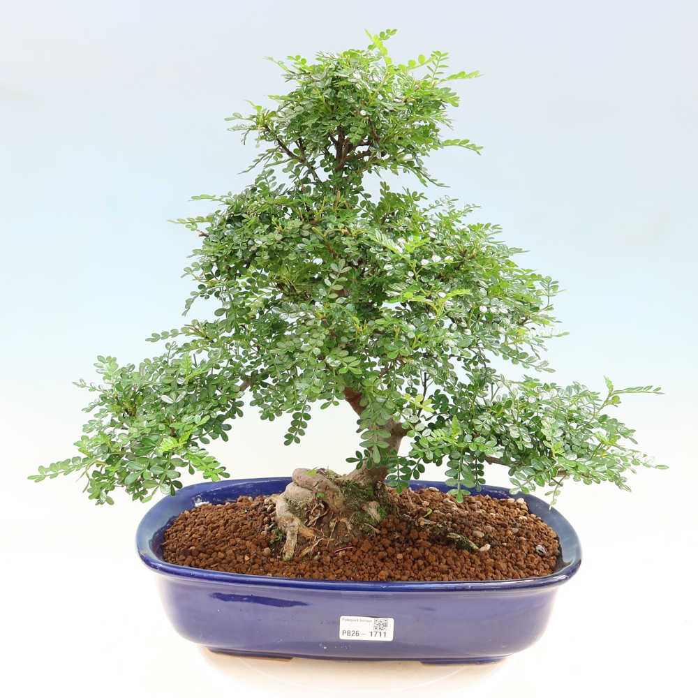 Camera bonsai - Zantoxylum piperitum - albero del pepe