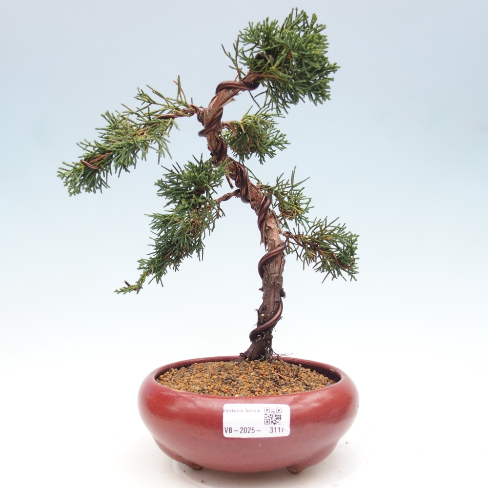 Bonsai da esterno - Juniperus chinensis Kishu