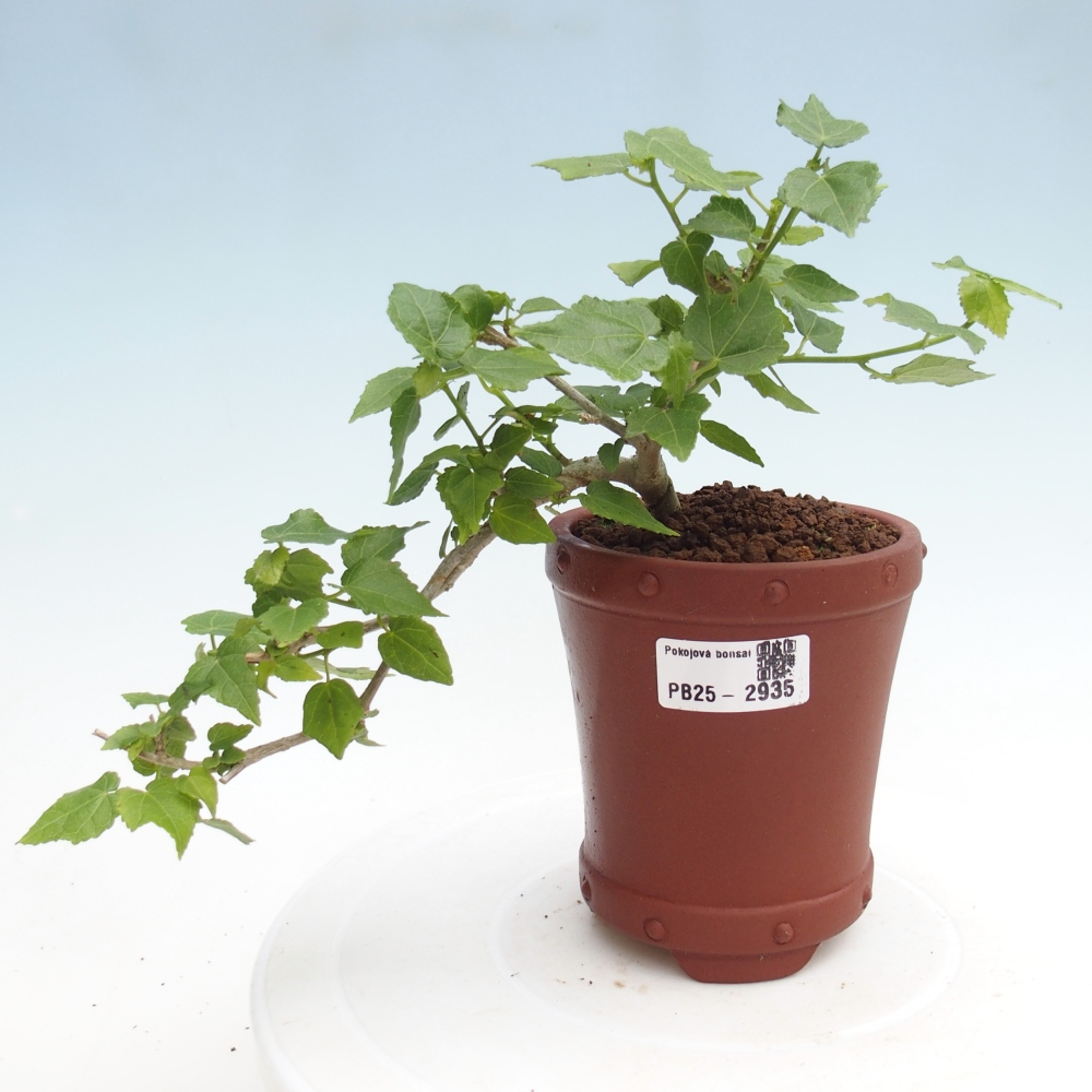 Bonsai da interno - Malvaviscus arboreus