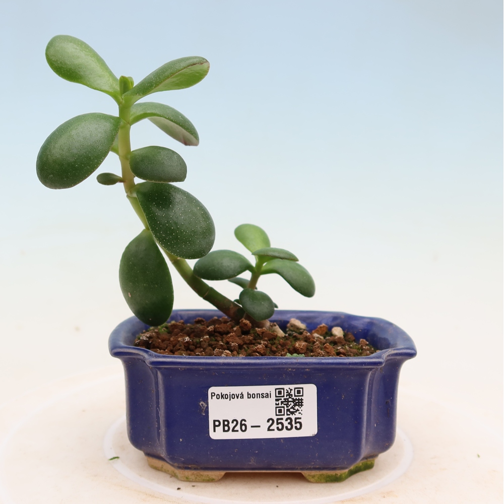 Camera bonsai - Portulakaria Afra - Tlustice