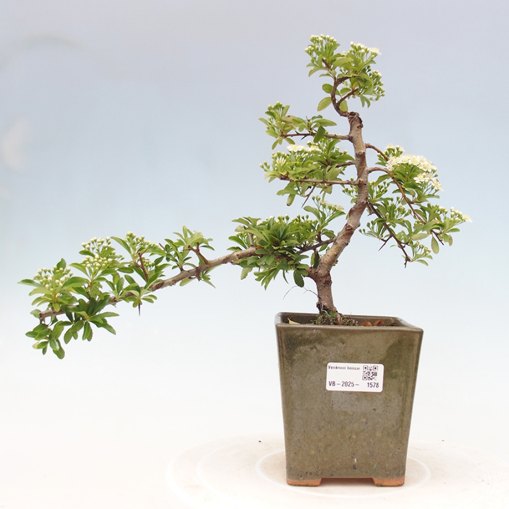 Bonsai da esterno-Pyracantha Teton -Hlox