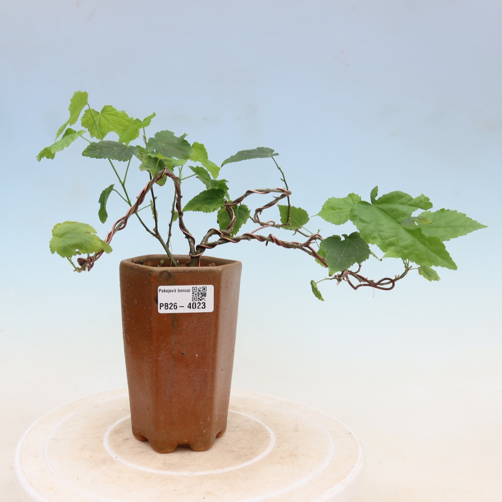 Bonsai da interno - Abutilon Big Bell - Cloudberry