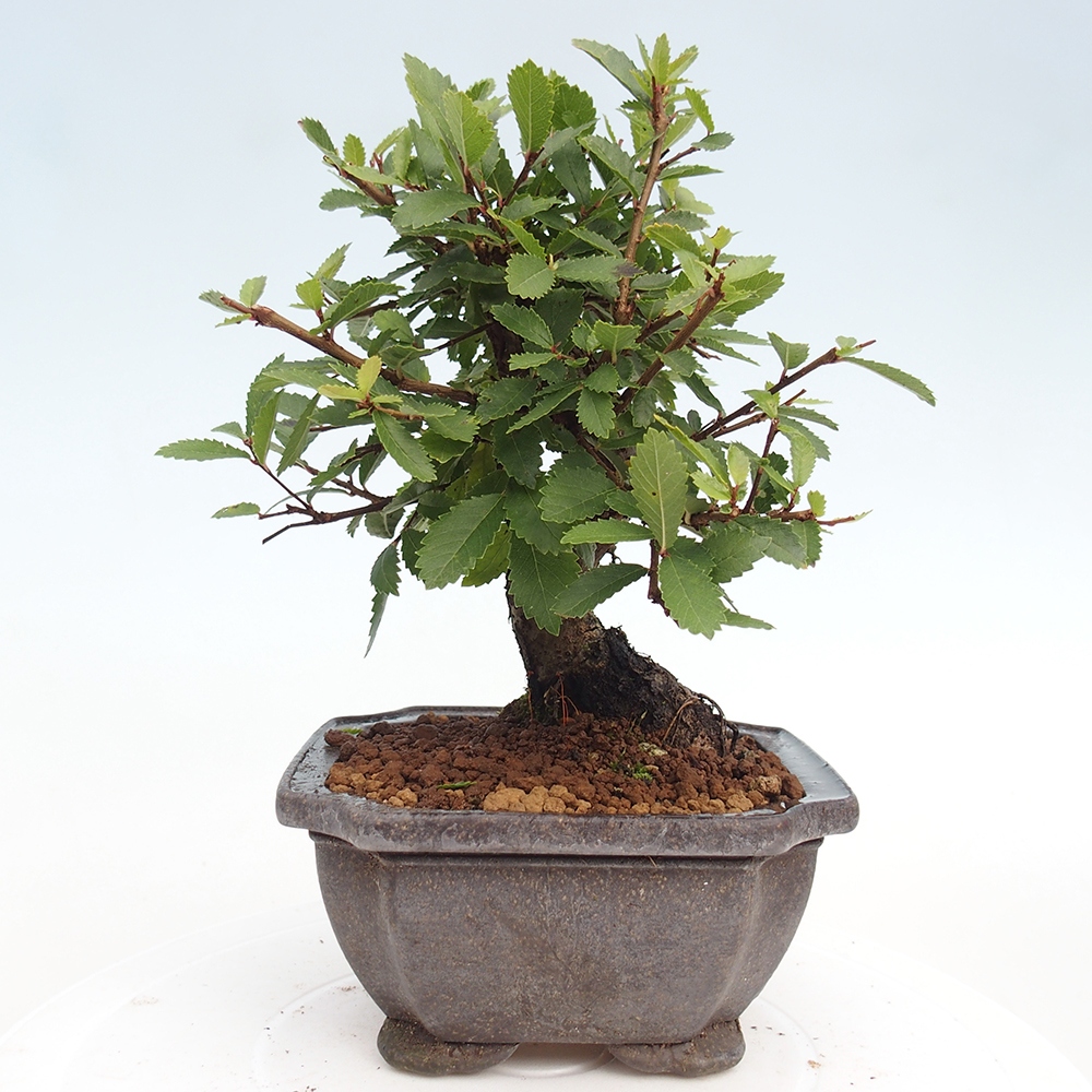 Bonsai da esterno - Zelkova - Zelkova NIRE
