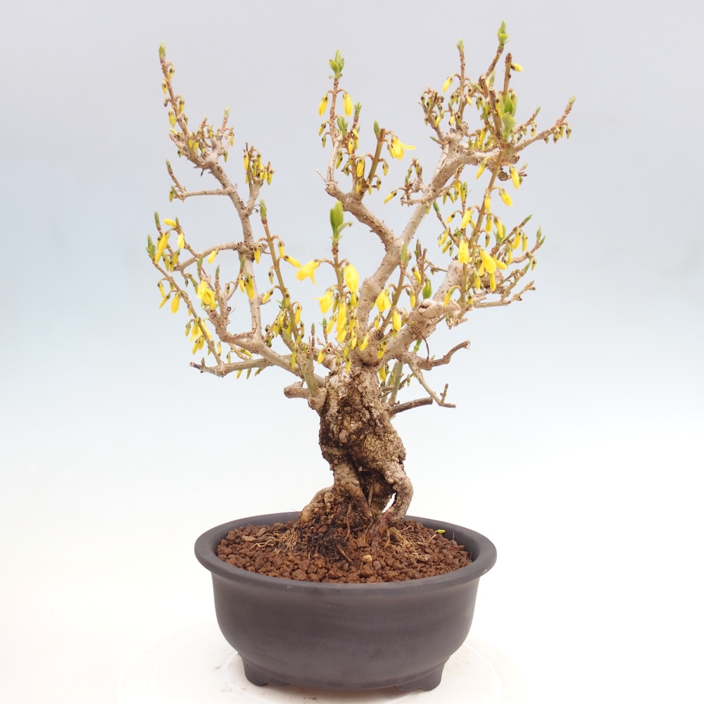 Bonsai da esterno - Zlatice - Forsythia koreana