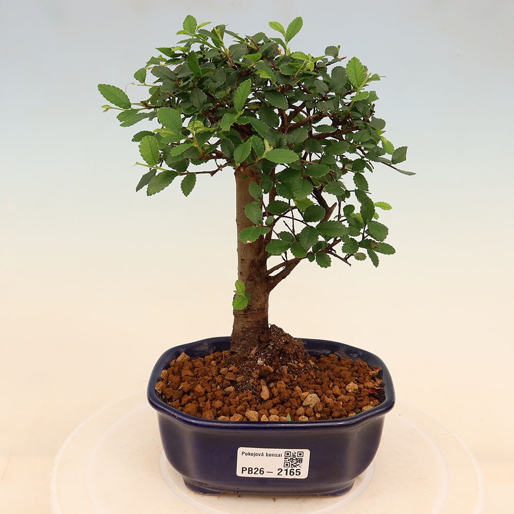 Camera bonsai - Ulmus parvifolia - Olmo a foglie piccole