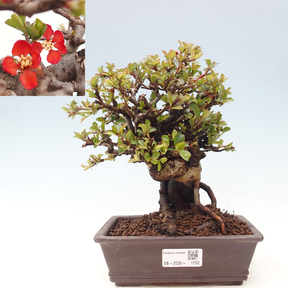 Bonsai da esterno - Chaneomeles speciosa - Cotogno