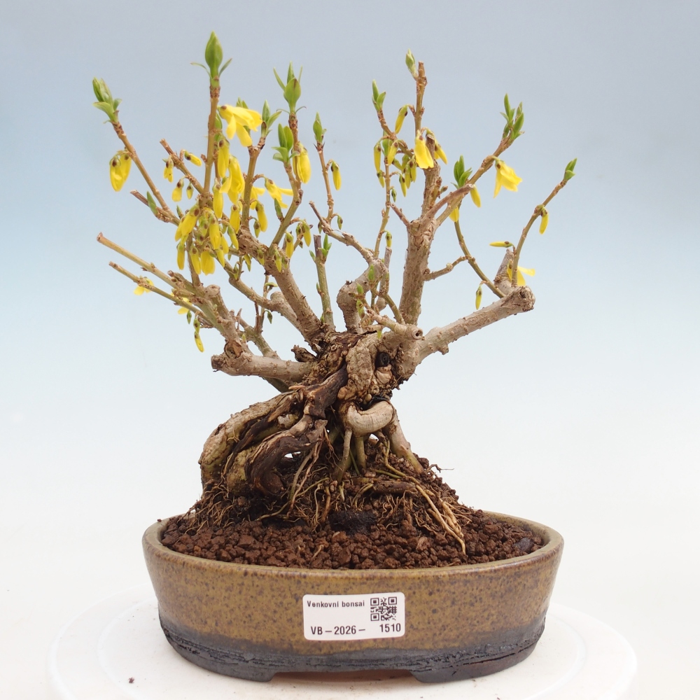 Bonsai da esterno - Zlatice - Forsythia koreana