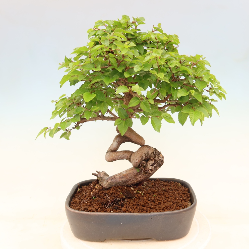Bonsai da esterno -Carpinus Coreana - Carpino coreano