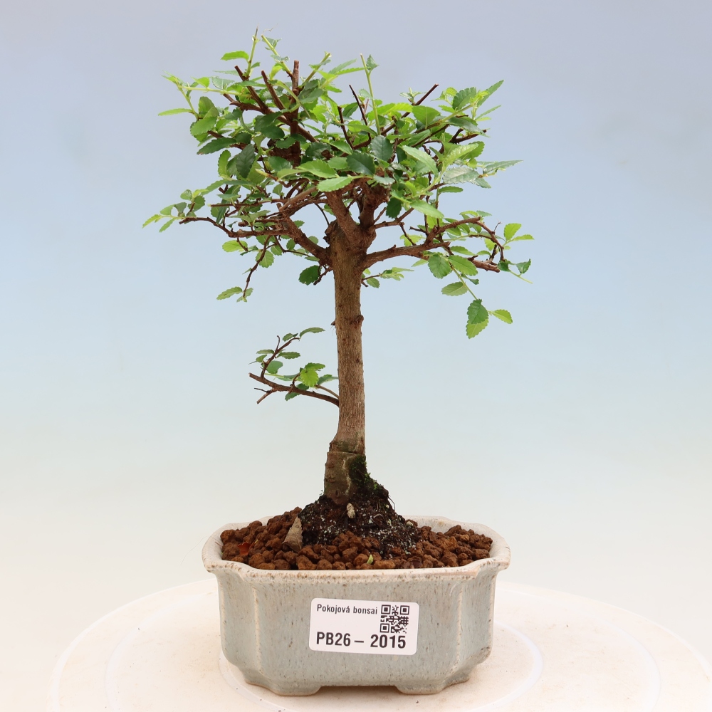Camera bonsai - Ulmus parvifolia - Olmo a foglie piccole