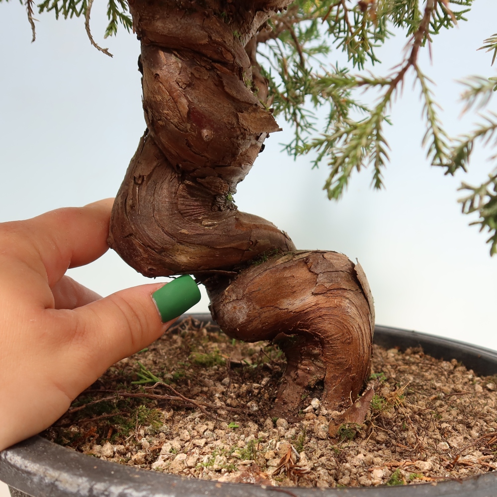 Bonsai da esterno - Juniperus chinensis Itoigawa-Juniperus chinensis