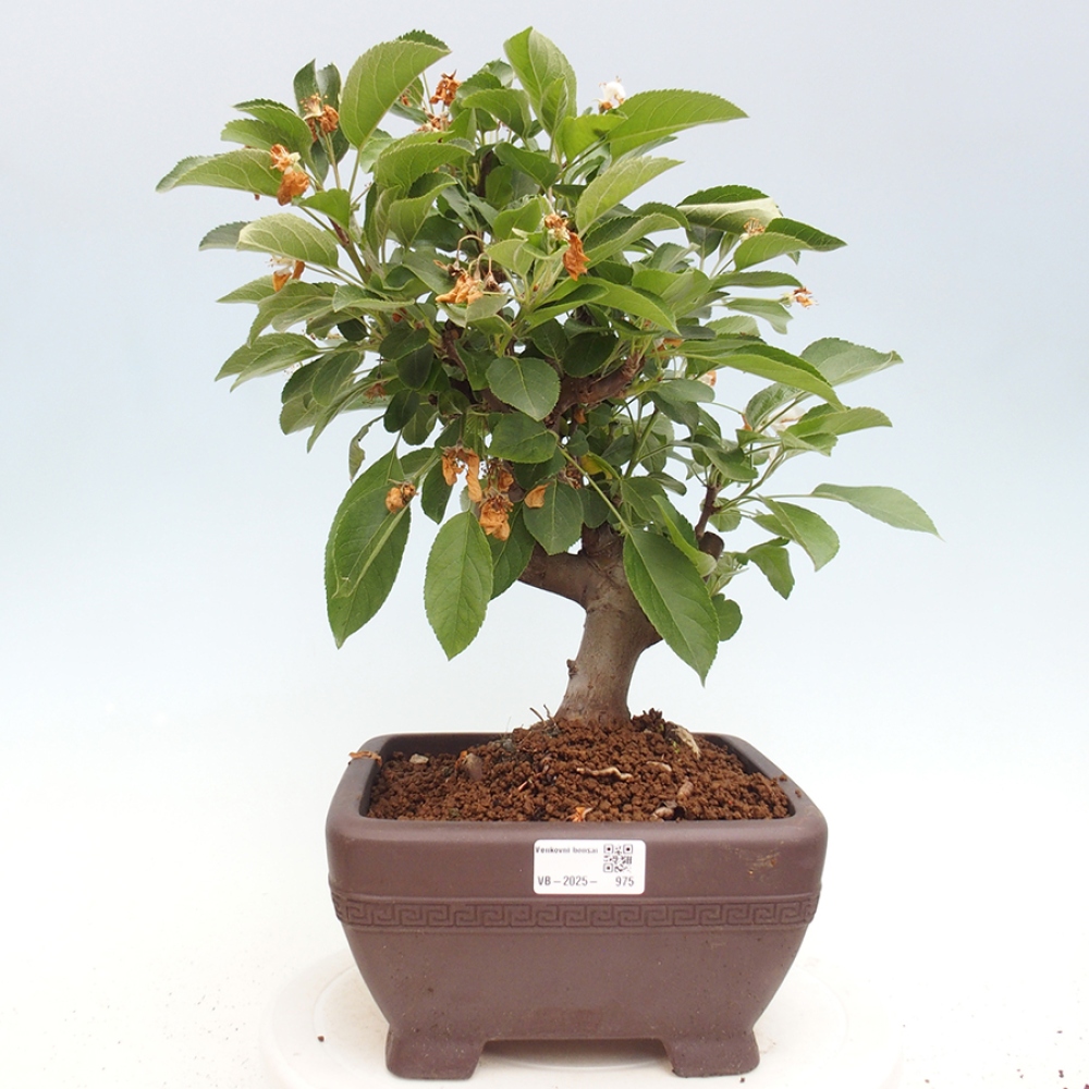 Bonsai da esterno -Malus halliana - Melo a frutto piccolo