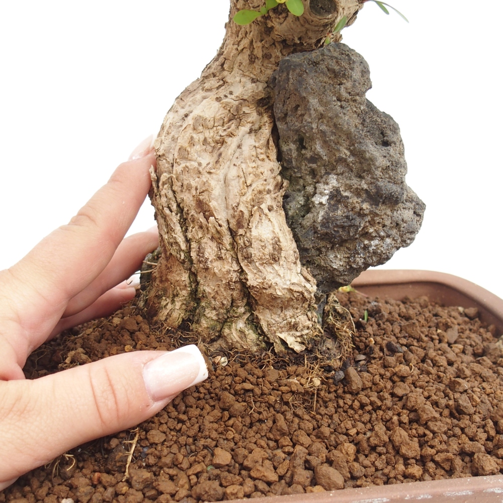 Bonsai da esterno - Berberis coreana