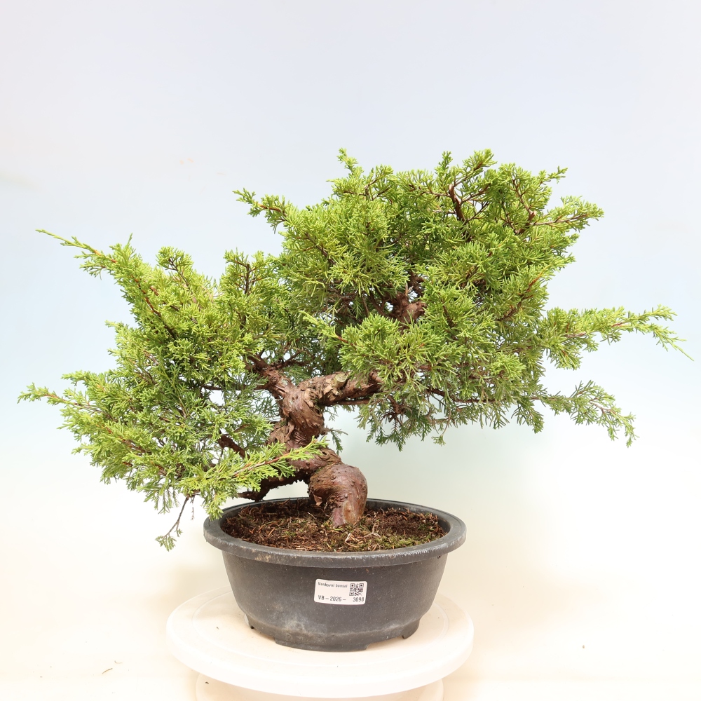 Bonsai da esterno - Juniperus chinensis Itoigawa-Juniperus chinensis