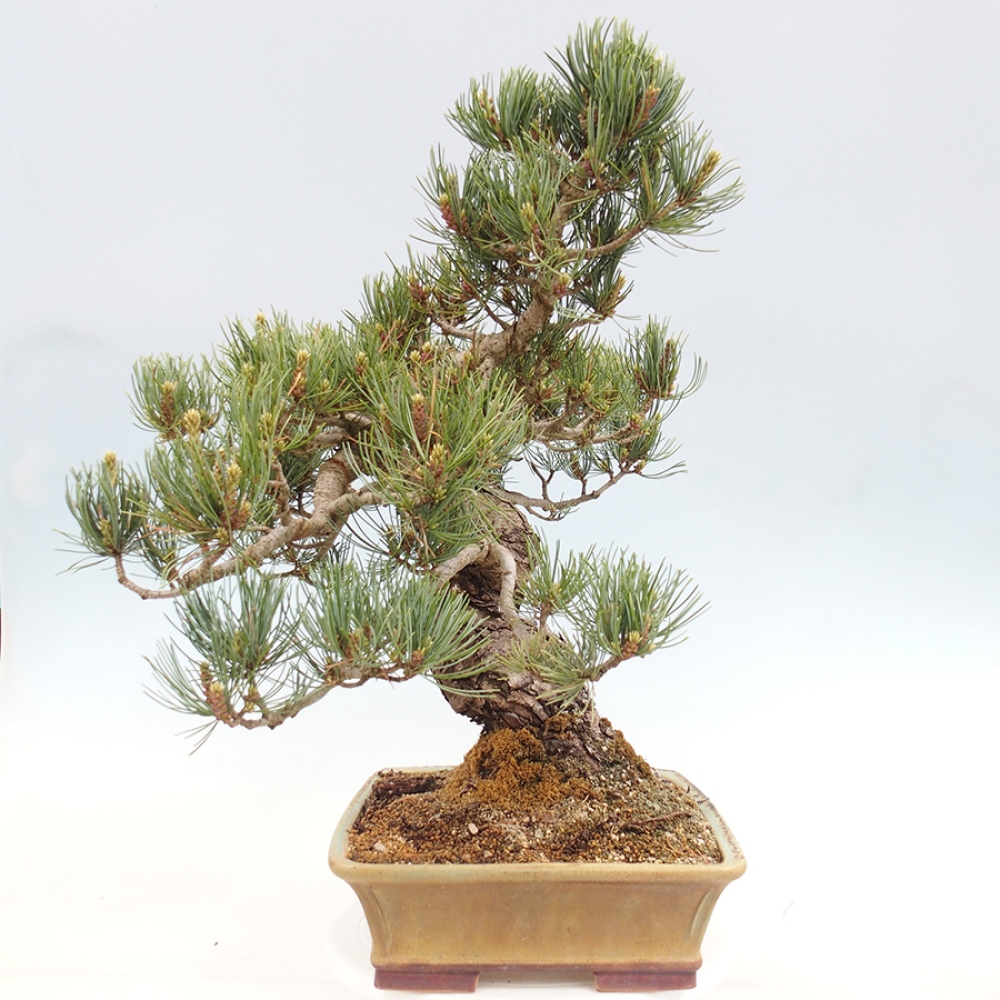 Bonsai da esterno - Pinus parviflora - Pinus parviflora