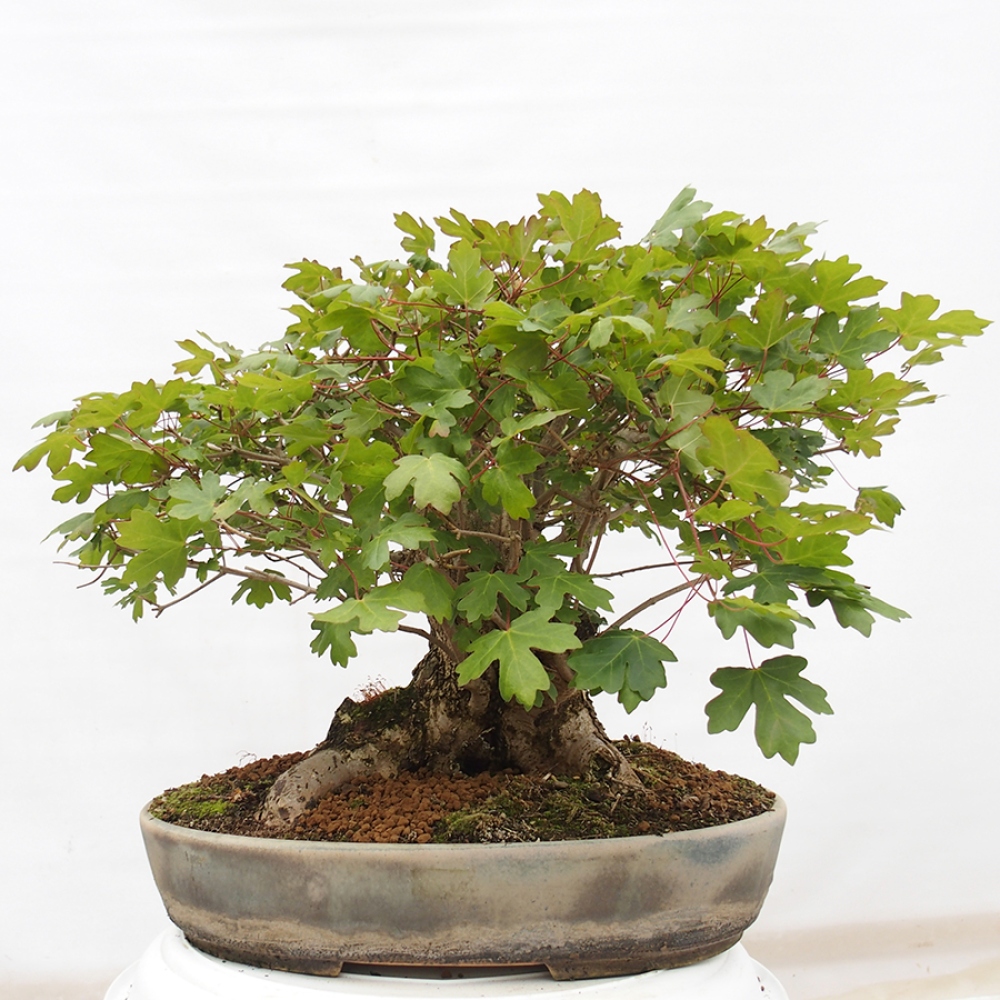 Bonsai da esterno -Javor babyka - Acer campestre