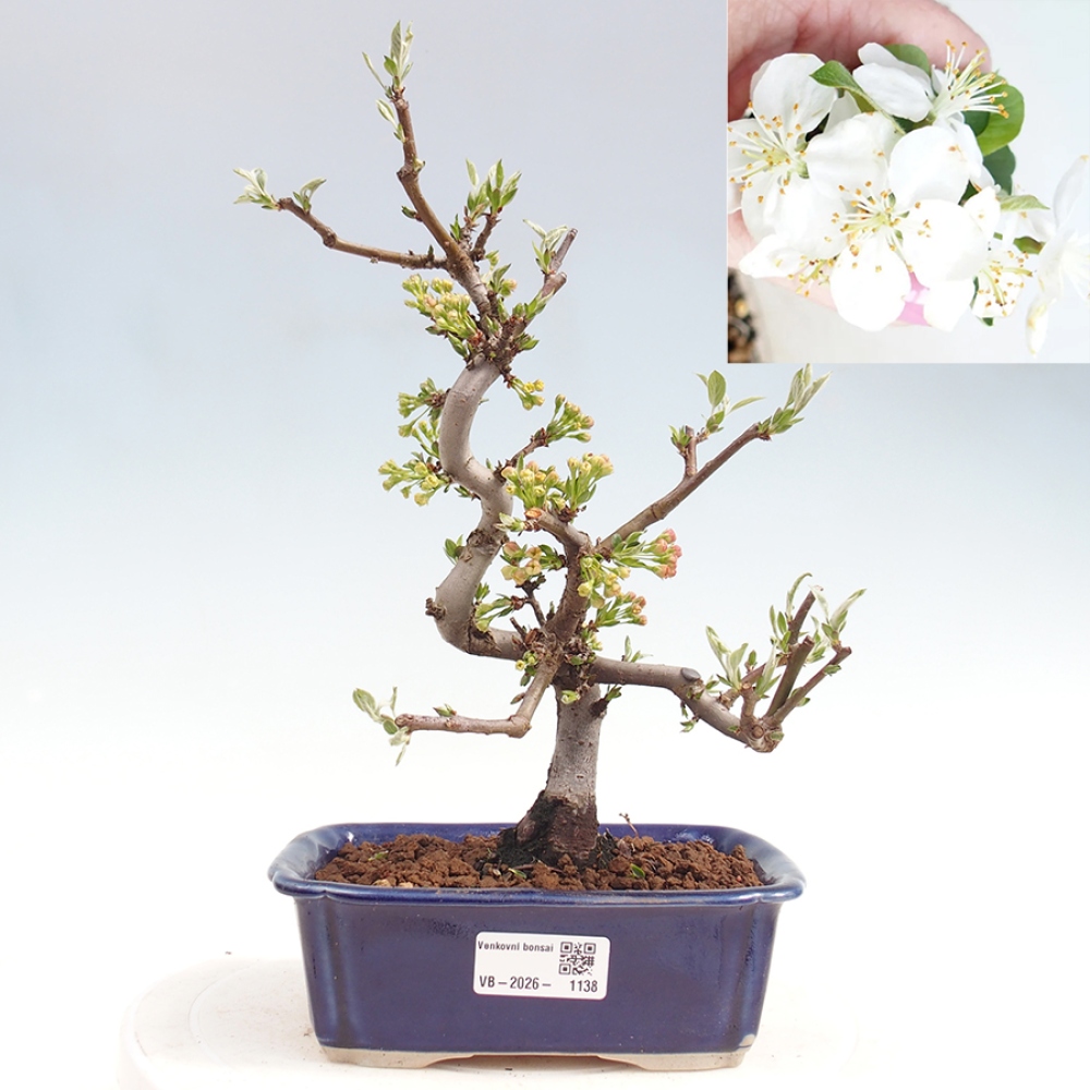 Bonsai da esterno - Malus sargentii - Melo a frutto piccolo