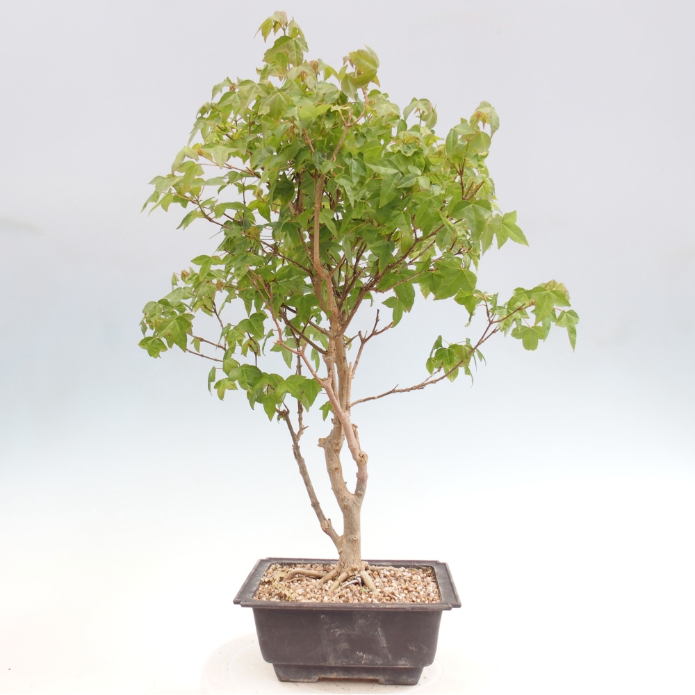 Bonsai da esterno - Acer Buergerianum - Acero di Burger
