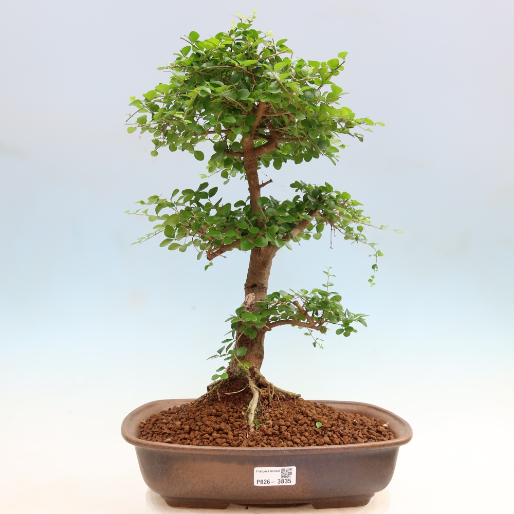 Camera bonsai -Ligustrum retusa - becco d'uccello a foglie piccole