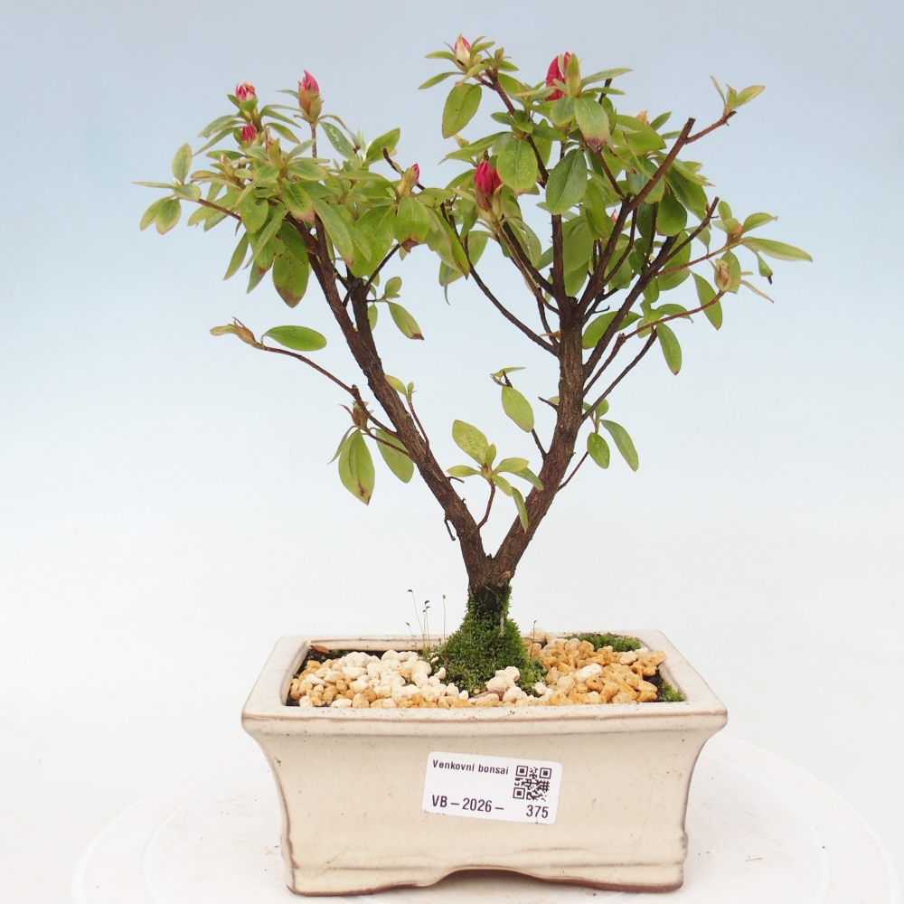 Bonsai da esterno - Azalea giapponese - Azalea sp.