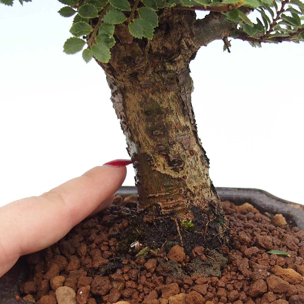 Bonsai da esterno - Ulmus parvifolia Hokkaido - Olmo cinese